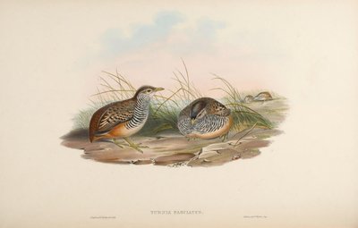 Turnix fasciata - John Gould